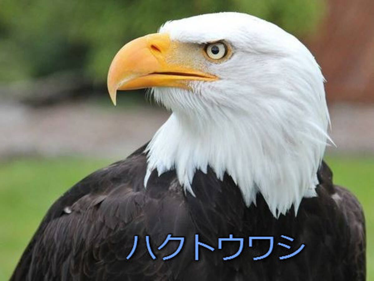 アメリカの国鳥 ハクトウワシ が横向きばかりの理由がこちら なっとく 16年1月23日 エキサイトニュース