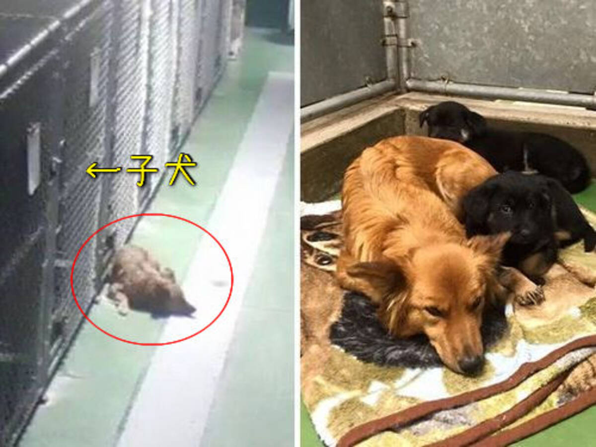 おとなしい犬がペットホテルから脱走 寂しさで鳴く子犬たちを見守っていた 16年2月5日 エキサイトニュース