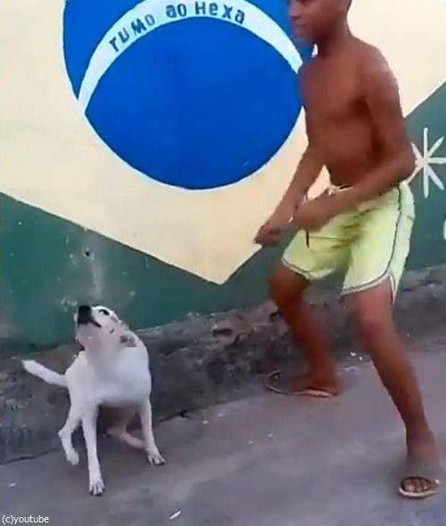 この動き ただ者ではない ブラジルは犬だってカーニバル 動画 2016年2月6日 エキサイトニュース