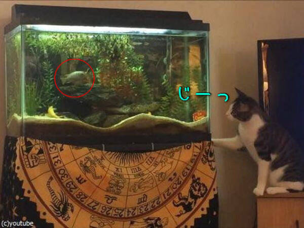 水槽の魚を狙う猫 盛大にジャンプ その結果 動画 16年2月8日 エキサイトニュース