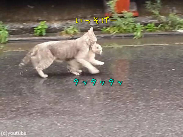 子猫が濡れないように 雨の日にくわえて走る母猫 動画 16年2月12日 エキサイトニュース