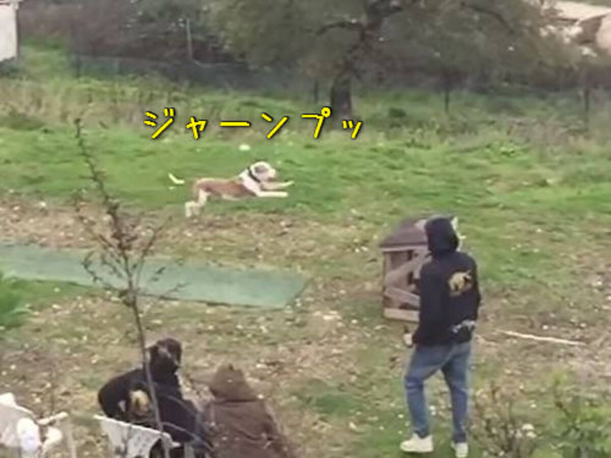 訓練を受けた犬がどれだけジャンプ力があるか知ってる こんなに跳ぶんだ 動画 16年2月24日 エキサイトニュース