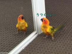 チョコボのテーマ歌うインコ ノリノリじゃんｗｗ かわいいｗｗ 16年3月7日 エキサイトニュース