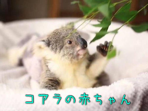 ああもうっ かわいいな コアラの赤ちゃんがベビーベッドの中でくつろぐ 動画 16年3月18日 エキサイトニュース