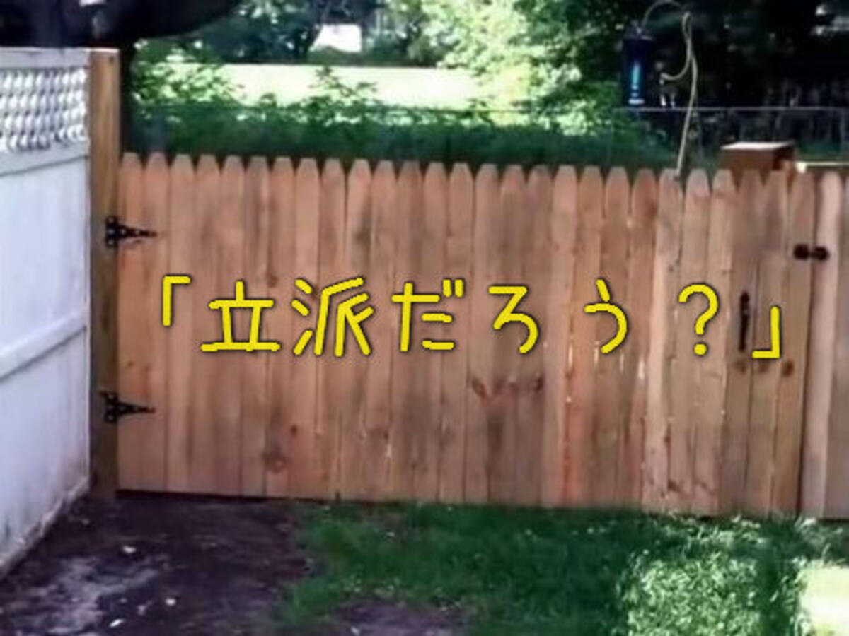 犬が外に出ないよう立派なフェンスを作ったぜ 自慢げに撮影していたら あっ 動画 16年3月22日 エキサイトニュース