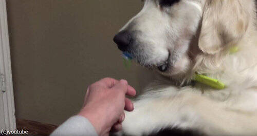 犬 おしゃぶりは渡さぬ 動画 16年4月5日 エキサイトニュース