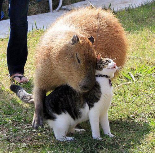 カピバラほど好かれる生き物なんているだろうか 他の動物に愛されている写真いろいろ 2016年4月6日 エキサイトニュース