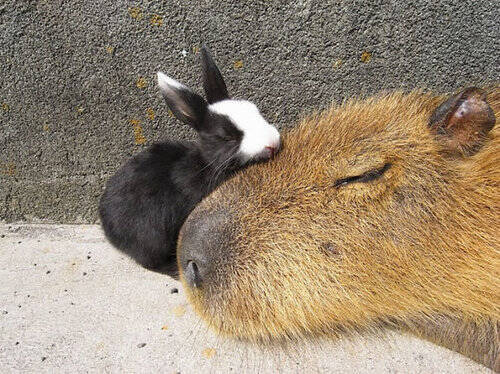 カピバラほど好かれる生き物なんているだろうか 他の動物に愛されている写真いろいろ 16年4月6日 エキサイトニュース