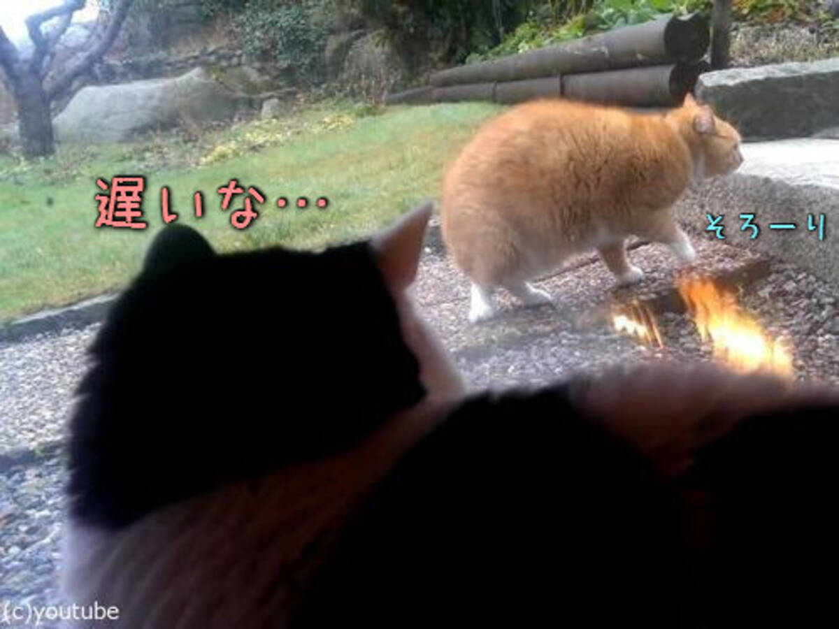 信じられないほどゆっくり歩く猫 まるでスローモーション再生 動画 16年4月7日 エキサイトニュース