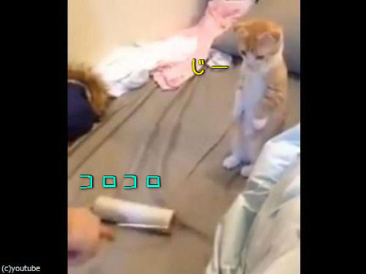 ヘソ天 人間のように眠るマンチカンが可愛すぎてたまらん 仰向け 足をピーンと伸ばす姿に世界中が癒やされてます 19年8月22日 エキサイトニュース