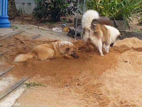 ここ掘れワンワン と穴を掘る犬 後ろの犬が大変なことに あれ 気にしないの 動画 16年4月12日 エキサイトニュース