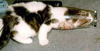 猫は液体 説を証明する動画 階段を流れるように落ちていく 16年6月1日 エキサイトニュース