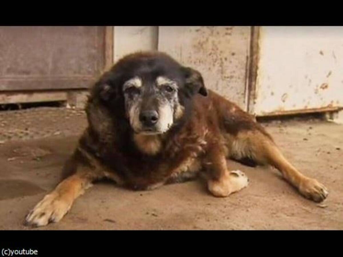 世界最高齢の犬マギー 30歳で亡くなる 16年4月24日 エキサイトニュース