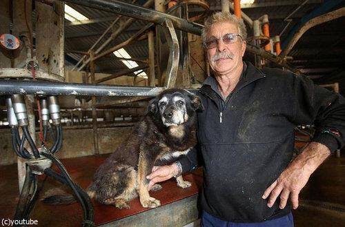 世界最高齢の犬マギー 30歳で亡くなる 16年4月24日 エキサイトニュース