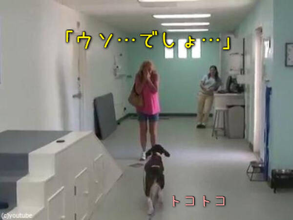 犬がリハビリの結果歩けるように それを知らない飼い主がやってきて 感動に打ち震える 動画 16年5月7日 エキサイトニュース