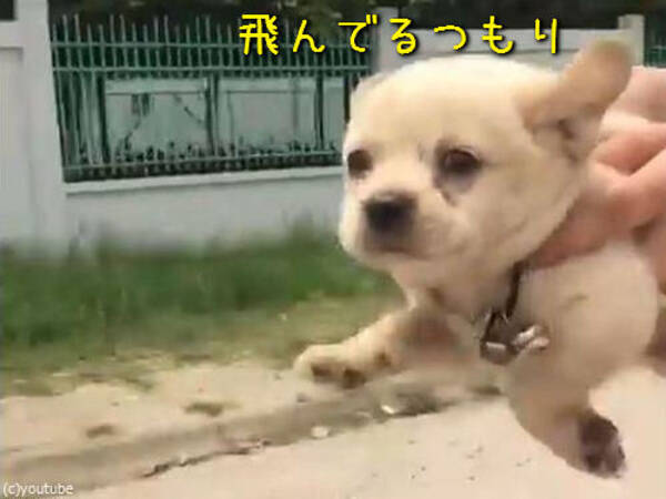 空を飛んでるつもりの子犬が あまりにかわいい 動画 16年5月18日 エキサイトニュース