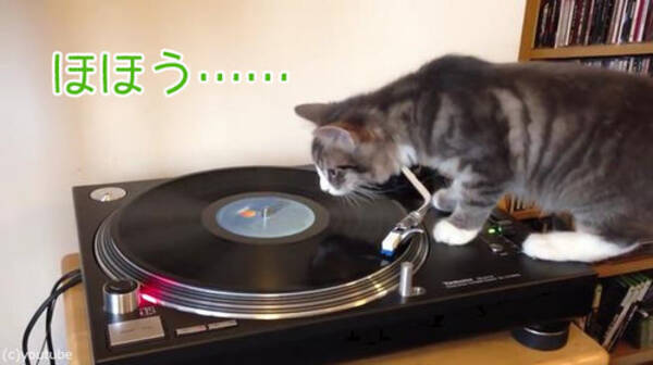 猫がレコードプレイヤーの前に いったい何をするつもり 動画 16年5月31日 エキサイトニュース