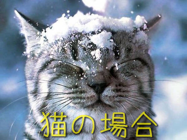 トラ猫が雪遊びをしたときの顔はかわいい じゃあ虎は 16年6月4日 エキサイトニュース