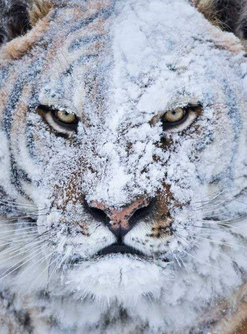 トラ猫が雪遊びをしたときの顔はかわいい じゃあ虎は 16年6月4日 エキサイトニュース