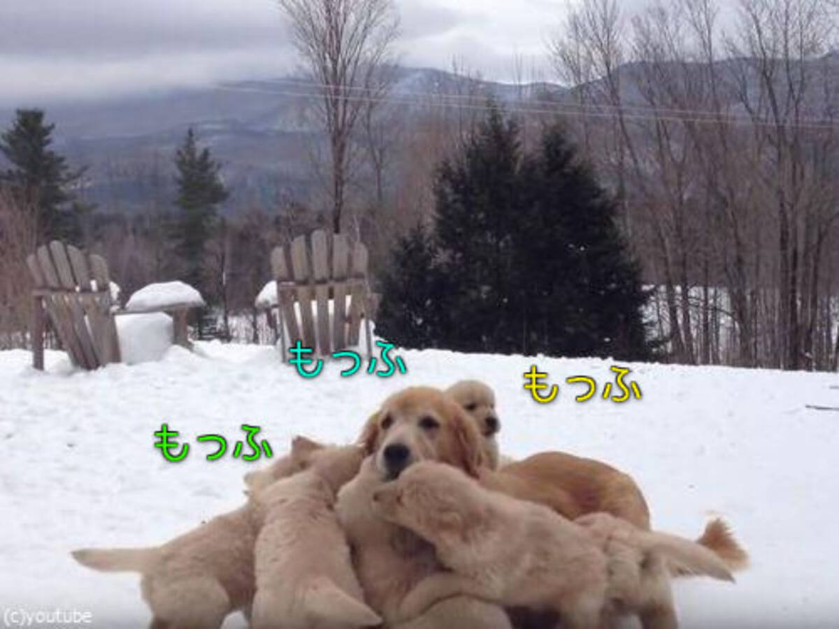 なんだこの巨大毛玉は ママ犬とじゃれる子犬たちがキュートすぎる 動画 16年6月11日 エキサイトニュース