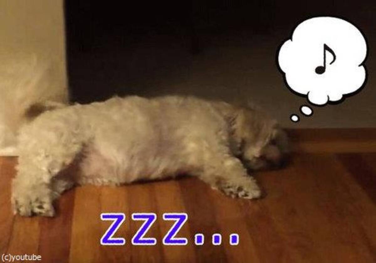 こんなノリノリな寝相見たことない 寝ながらしっぽを振る犬 動画 16年6月10日 エキサイトニュース