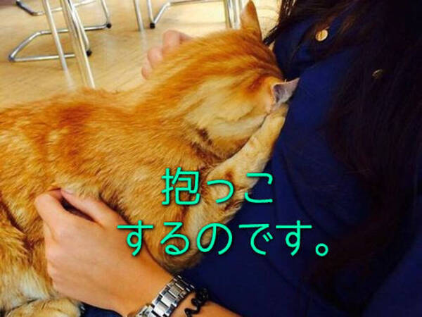 抱っこが好きな猫 毎日大学にやってきて学生たちのヒザの上で眠る 16年6月10日 エキサイトニュース