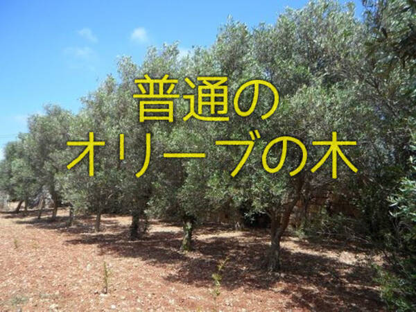 オリーブの木が樹齢00年を超えると こんな姿になる 16年6月14日 エキサイトニュース