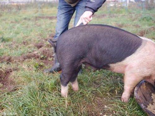 ブタのしっぽ をまっすぐにする方法があった 使うのはたった指一本 動画 16年6月15日 エキサイトニュース