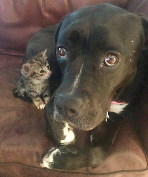 子猫を拾ったけど家には大きな犬がいるので ひと晩だけ 子猫と犬が離れないので飼うことに 16年6月29日 エキサイトニュース
