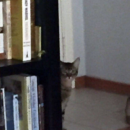 妹から猫を見ていてほしいと頼まれたけど 見ているのは猫の気がする ドキドキする写真 16年7月19日 エキサイトニュース