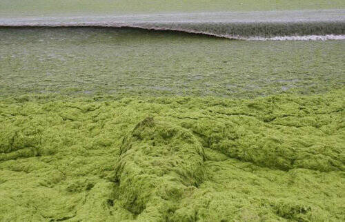 中国のビーチにアオサが大量発生 緑の海 で泳ぐ海水浴客たち 16年7月19日 エキサイトニュース 中国のビーチにアオサが大量発生 緑の海 で泳ぐ海水浴客たち 16年7月19日 エキサイトニュース