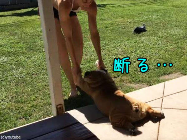 水浴びが嫌いな犬 全身で イヤイヤ と抵抗するも 動画 16年7月22日 エキサイトニュース