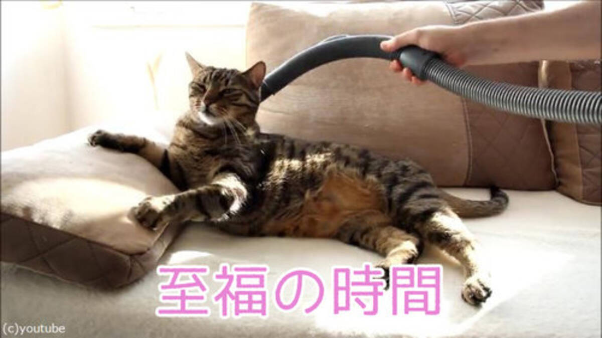 掃除機で吸われたときの この猫の表情を見て 動画 16年7月30日 エキサイトニュース