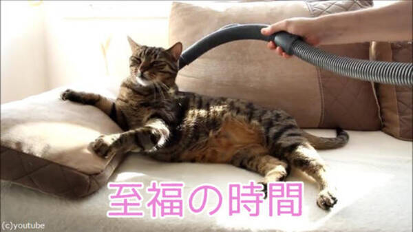 掃除機で吸われたときの この猫の表情を見て 動画 2016年7月30日 エキサイトニュース