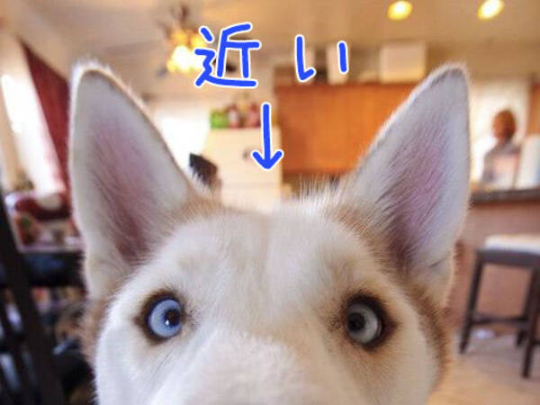 近い 近いよ 距離感をまったく気にしない犬たちの写真いろいろ 16年7月30日 エキサイトニュース