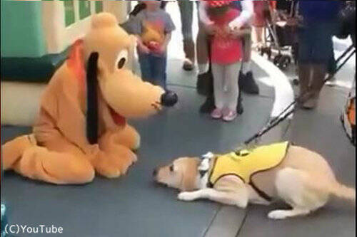 こんな反応をするんだ 犬がディズニーのプルートに出会ったとき 動画 16年8月4日 エキサイトニュース
