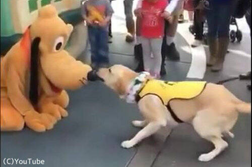 こんな反応をするんだ 犬がディズニーのプルートに出会ったとき 動画 16年8月4日 エキサイトニュース