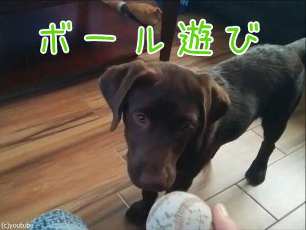 こんなにマイペースな犬のボール遊びは見たことがないよ 動画 16年8月3日 エキサイトニュース