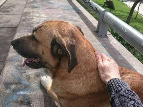 アルゼンチンを訪れたドイツ人女性に懐いた野良犬 何か月もホテルの前で待ち続けた結果 ハッピーエンドに 16年8月10日 エキサイトニュース