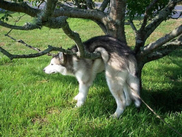 ドジだけど だからこそかわいい 犬や猫の写真いろいろ 16年8月17日 エキサイトニュース