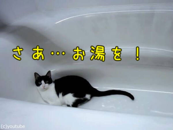 お風呂が大好きな猫 さあ もっとお湯を 動画 16年9月2日 エキサイトニュース