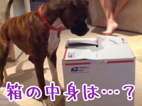 犬 すんすん 箱の中から何か気配を感じるぞ びっくり 動画 16年9月9日 エキサイトニュース