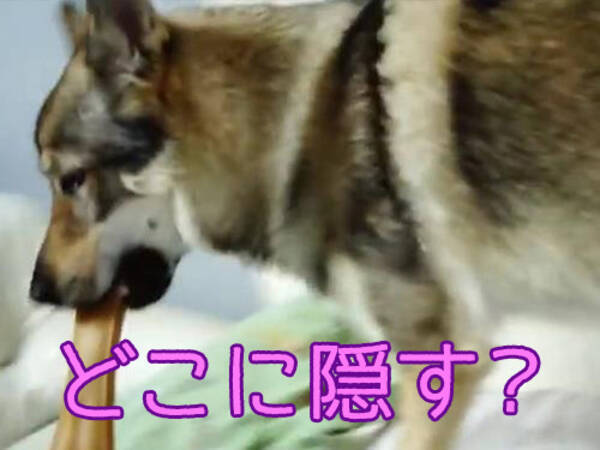 犬 おもちゃを隠したいのだけど ううっ 動画 16年9月16日 エキサイトニュース