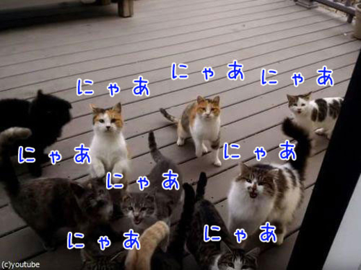 愛猫の毛色 バイカラー が1位 特技は ドアを開けること が半数以上 15年10月22日 エキサイトニュース