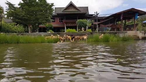 飼い主が川に飛び込むと 16匹の犬たちも飛び込む これだけいると圧巻 動画 16年10月10日 エキサイトニュース