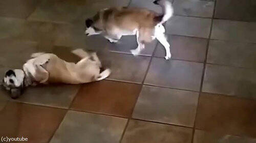 犬がお腹を出してクネクネを始める それを見た別の犬の行動は えっ 動画 16年10月19日 エキサイトニュース