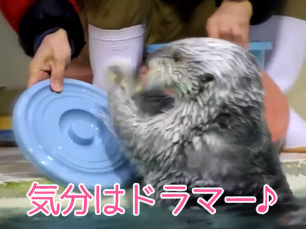 このラッコの動き 凄腕のドラマーにしか見えない 動画 16年11月1日 エキサイトニュース