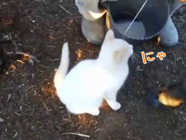 食いしん坊な猫 しぼりたての牛乳を直接お口でキャッチ 動画 16年11月11日 エキサイトニュース