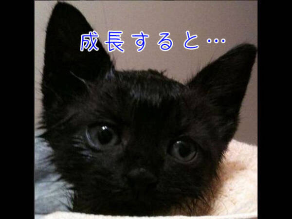 黒猫を拾って育てたら吸血鬼みたいになっちゃった でもかわいい 16年11月13日 エキサイトニュース