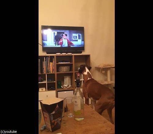 テレビを観た犬 僕もトランポリンがほしい 興奮が止まらない 動画 16年11月14日 エキサイトニュース